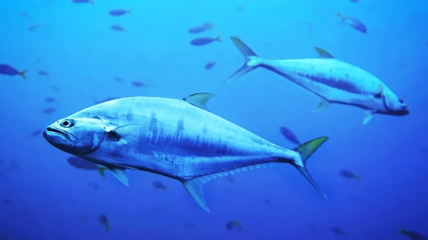 Veľkolepý návrat tuniaka do Dánska