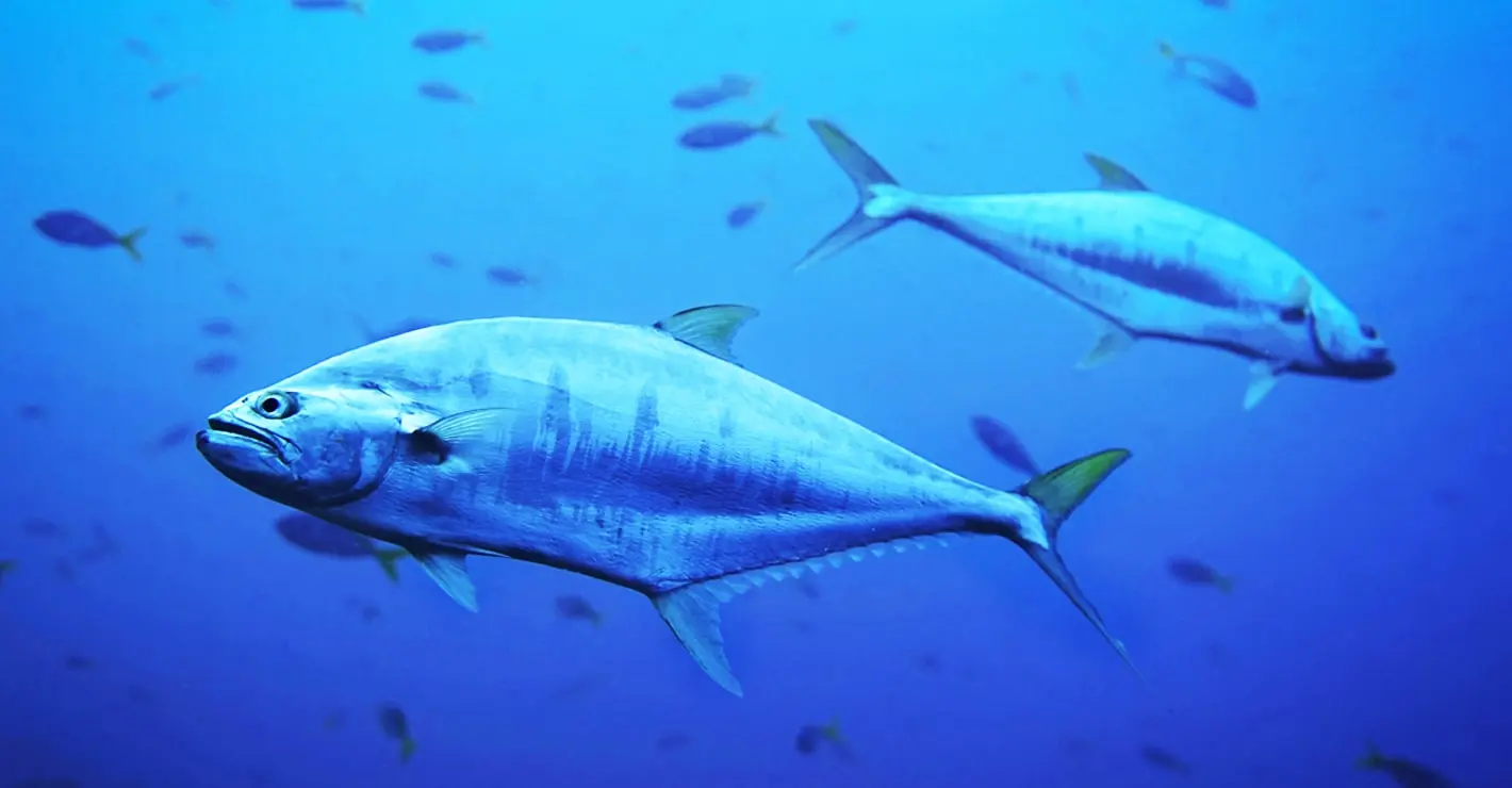 Veľkolepý návrat tuniaka do Dánska